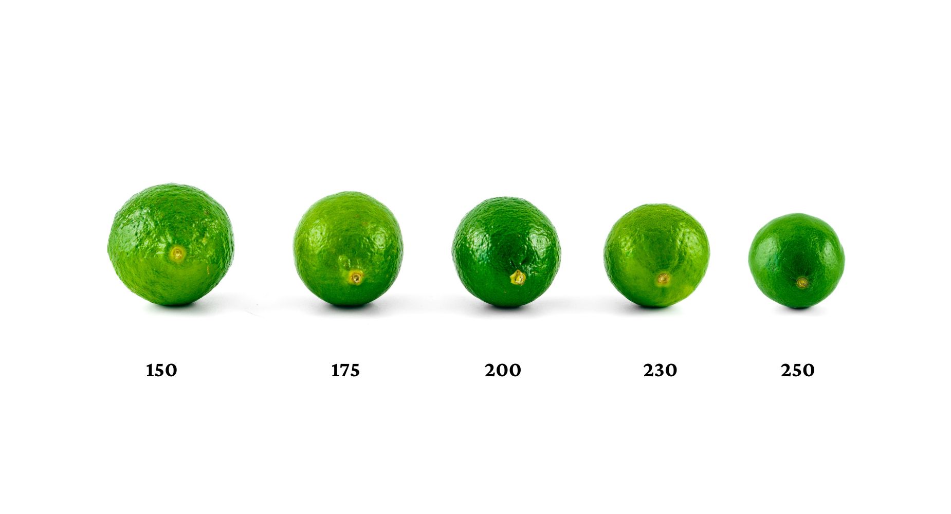 Persian lime size chart