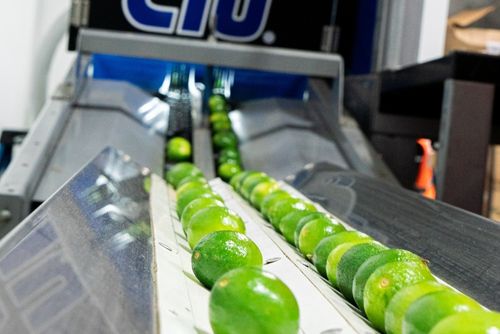 Limes on our packing line