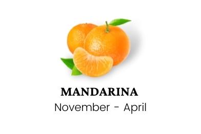 mandarina-wholesale-sellers