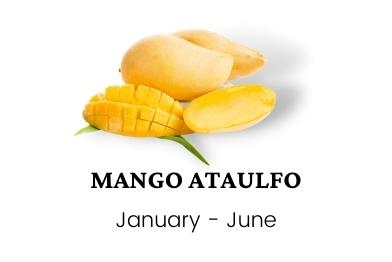 mango-ataulfo-wholesale-sellers