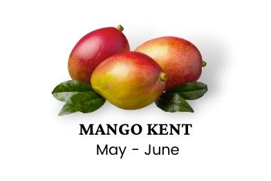 mango-kent-wholesale-sellers